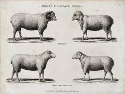 EWE